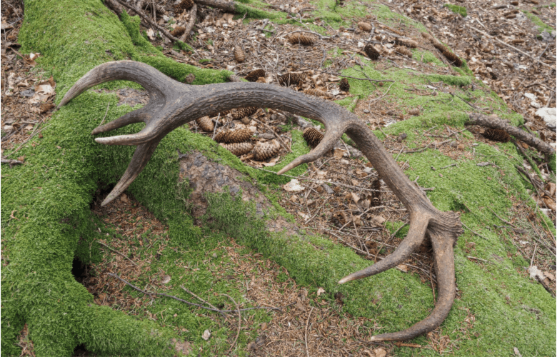 shed hunting- outdoor activity idea