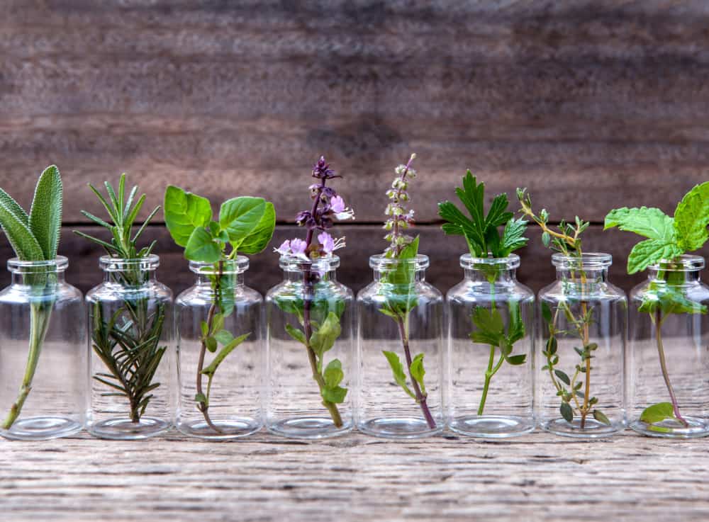 collection of plants in essential oil bottles