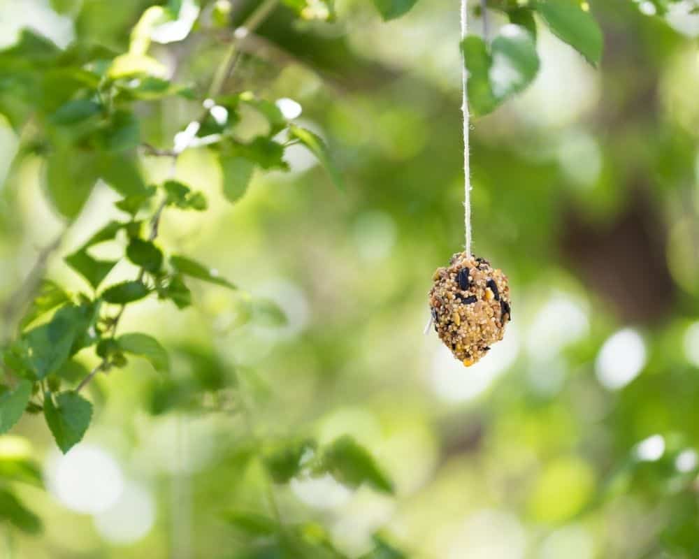 Image of bird seed ornament craft hanging from a tree outside.