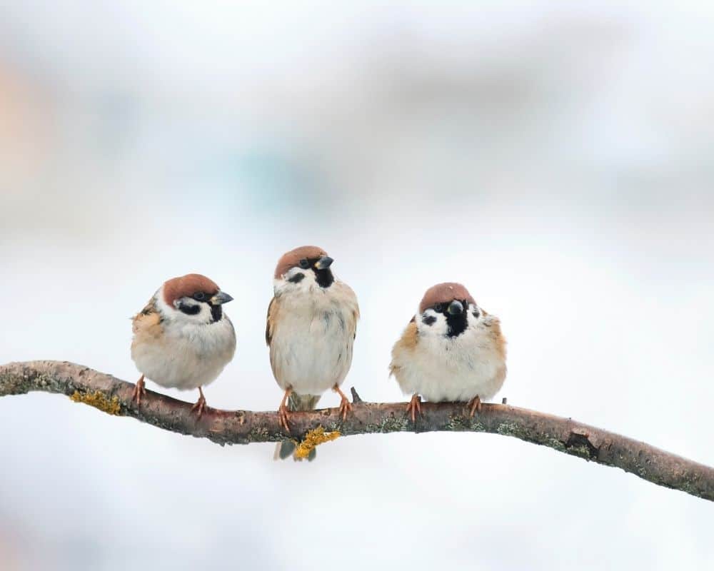 Image of three sparrows on a branch. Concept of learning how to not worry because God cares for us.
