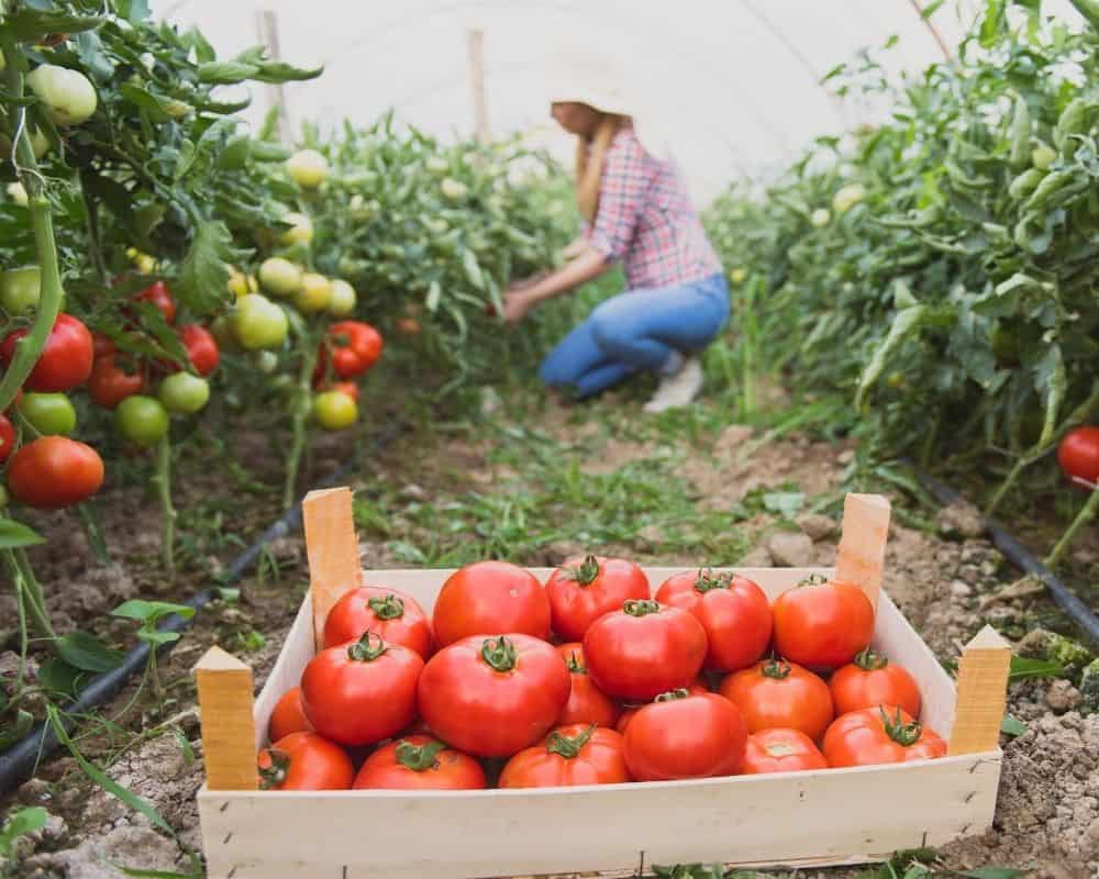 A young woman harvesting tomatoes in a greenhouse.