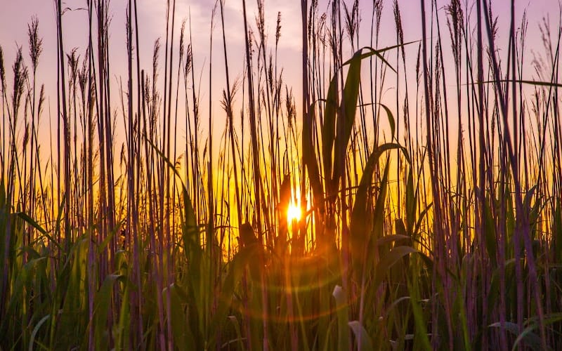 Image of wheat growing in a field with the sunset in the background.