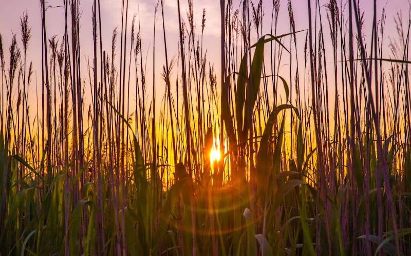 Wheat growing in a field with the sunset in the background.