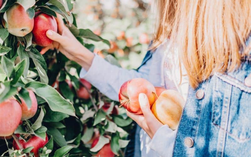 Two women picking apples in the fall.