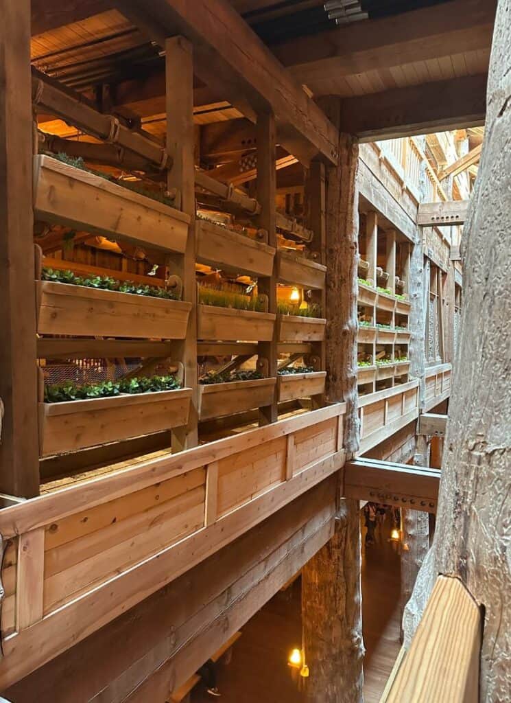 Plants growing in the sunlight on the Ark.