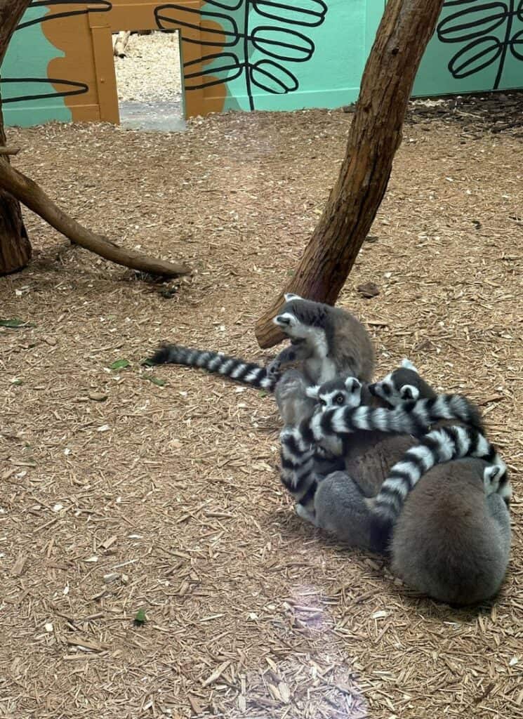 Lemurs at the Ararat Ridge Zoo.