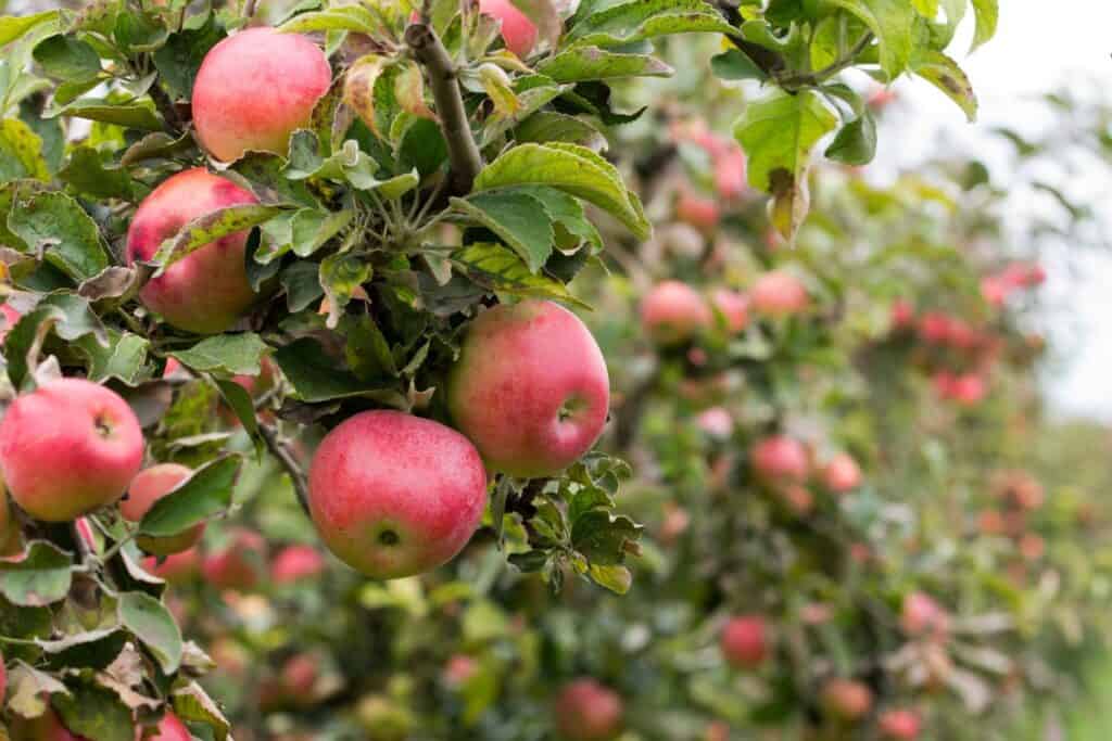 Ripe red apples growing on an orchard tree.