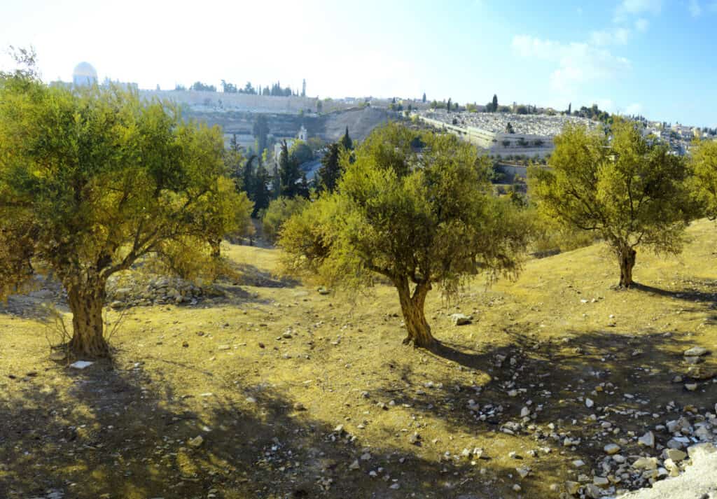 View of Gethsemane (stock photo)