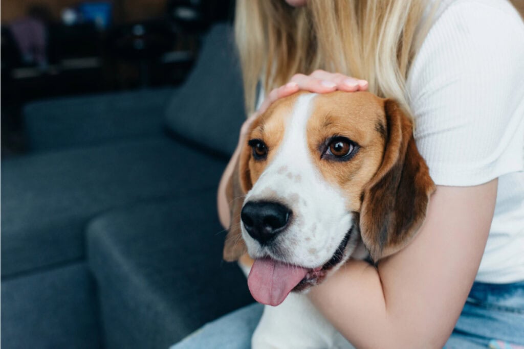 Woman holding a beagle dog on her couch.